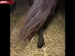 try fucking horse
