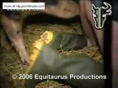 pig lick and fuck woman