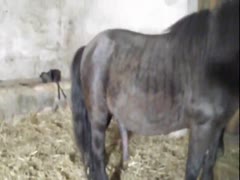 Stunning horse fucking woman hard
