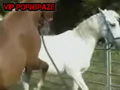 Horse And MAn