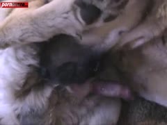 Mature Big Fat-She trully Want fuck dog