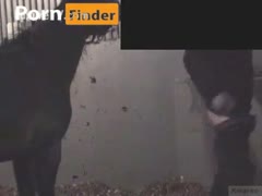 horse fuck human