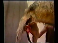 3 Blonde Girl Has Sex With Dog