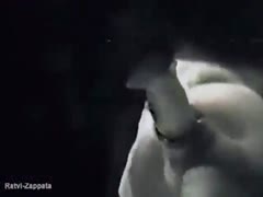 Cam Dark Seduce Woman Sucking Dog