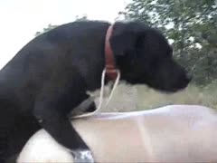 Black Dog Orgy Fucking Ass LustFul Woman