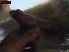 sucking dog cock