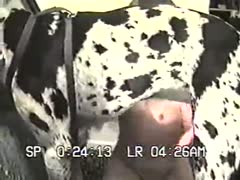 Big dog want to suck by owner - Dog sex