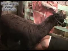 Fucking crazy animals porn