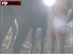 free porn animal