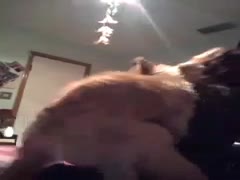 Cam Fuck dog