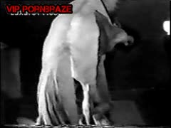 horse sex free