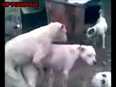 animal sex