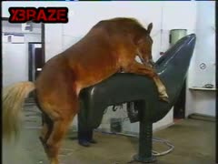 Dog amateur - Video Zoosbook