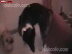 Sweet Girl Orgams Blow For Dog
