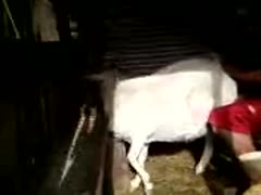 Fucking with goat