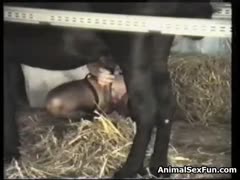 Dirty Horse fucking amateur POV