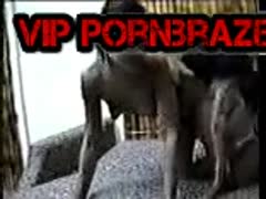 dog porn girl