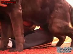 little black dog is fucking the big tattooed butt