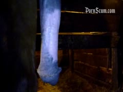 Horse Porn Fucking Girl Seduce