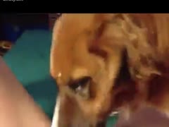 Horny girl suck deep her dog - Dog sex