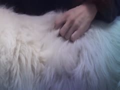 Good dog love his girl - Dog sex