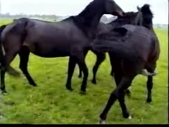 Amateur dirty girl fuck horse hard