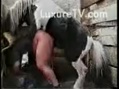 Big horse's dick going in a small hole