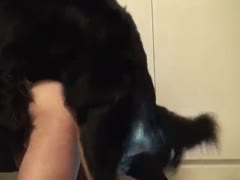 Big red dick dog fucks anal man