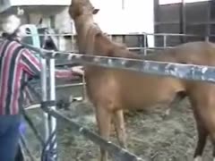 Free gay animal sex with a nice brown horse