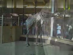 Unlock the Magic of Love: An Unforgettable Heartwarming Tale of the Giraffe's Attraction!