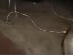 Caught Red-Pawed! Watch an Amazing Dog's Heroic Deed Caught on Camera!