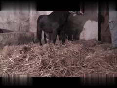 Passionate Horse Enjoys Wild Doggy-Style Ride With Hot Doxy - Sex Watch Hight Quality!