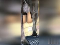 Witness the Astonishing Wife Who Had Her Cunt Stuffed to Capacity with a Dog's Huge Dick - Animal Sex XXX!