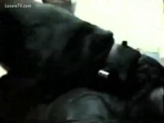 Fucking Hot Black Dog fucks chap with a hoodie - Zoo Porn Dog Sex, Zoophilia top videos free sex sex watch hight quality
