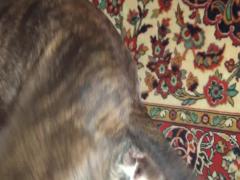 Hottest dog porn with BBW who screams and has an orgasm free zoo porn dog download animal video free
