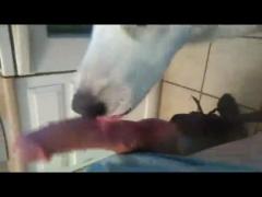 Stunning and Unbelievable: Dog Sucking a Hard Dick in Zoo Porn Dog Sex!
