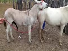 Download free animal videos of a donkey breeding mare, a horse, and a man from the zoo's sex xxx section of ZooPorn.