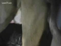Free sex movies of animals, including a masked woman receiving a weenie from her dog at a zoo.