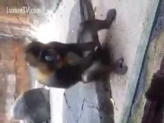 The crazed monkey has begun masturbating - Zoophilia sex videos online.