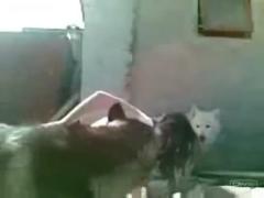 Zoo porn dog sex, zoophilia, and a glam whore humps a dog.