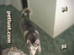 Zoofilia Watch free porn video of gay white dog having fun only on our site.