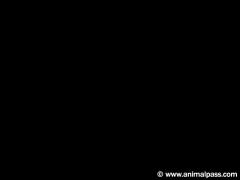Online Jav Streaming for Free | Jav Tube - Jav Sex in JapanWet sex xxx zoo free sex with horses is what keeps her going strong. Animal sex, especially hot zoo sex films, please choose a category.