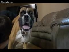 Man is excused by licking his dog's crotch - Zoo Porn, Zoophilia, Dog Sex