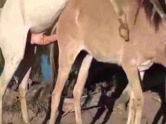 Farmyard mare being fucked by a well-groomed horse in zoo porn