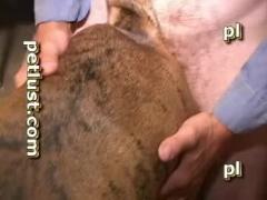 Extremely appealing and intriguing animal sex genres include "dog cock for guys" videos.
