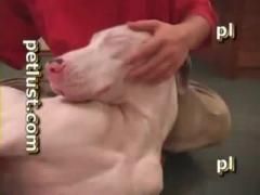 Man strikes a lusty slut Top zoo porn xxx the biggest website for animal sex in the world