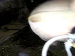 Homemade dildo and pig pussy fucking - Zoophilia